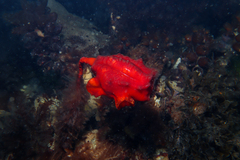 Pyura gibbosa