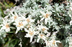 Leontopodium microphyllum
