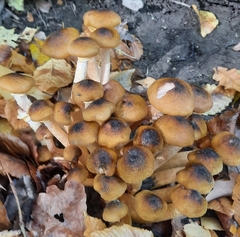Armillaria