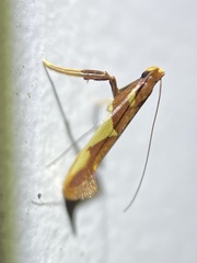 Caloptilia