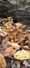 Armillaria