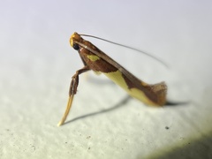 Caloptilia