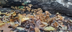 Armillaria