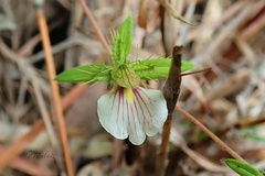 Blepharis maderaspatensis