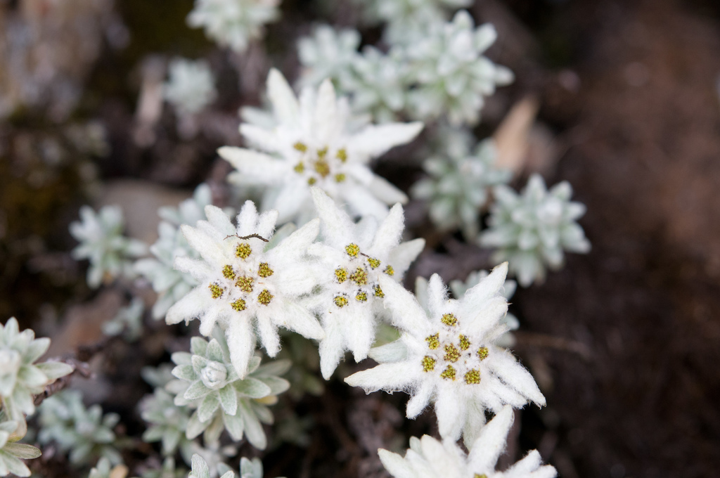 Taiwan edelweiss