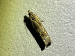 Crocidosema plebejana