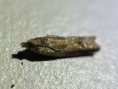 Crocidosema plebejana