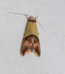 Hemibela oxyptera