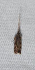 Cophomantella lychnocentra