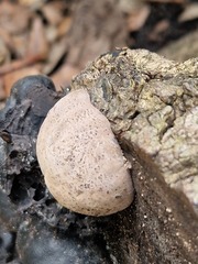 Daldinia concentrica