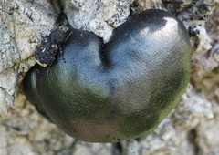 Platyrhinus resinosus