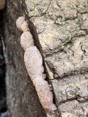 Daldinia concentrica