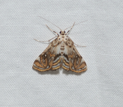 Parapoynx polydectalis