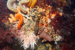 Bovichtus angustifrons
