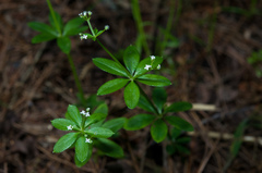 Galium echinocarpum