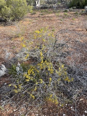 Acacia nyssophylla