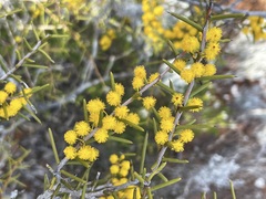 Acacia nyssophylla