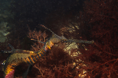 Phyllopteryx taeniolatus