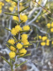 Acacia nyssophylla