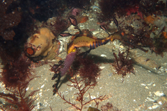 Phyllopteryx taeniolatus