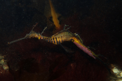 Phyllopteryx taeniolatus