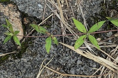 Blepharis maderaspatensis