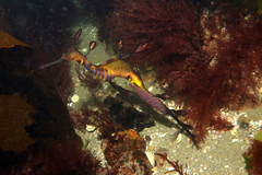 Phyllopteryx taeniolatus