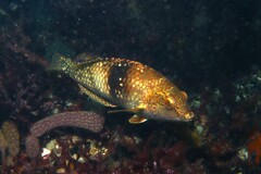 Notolabrus tetricus