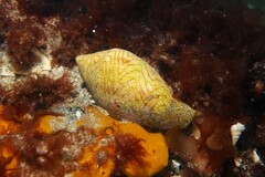 Amoria undulata