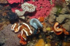 Sycozoa cerebriformis