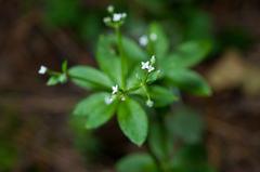 Galium echinocarpum