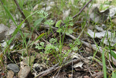 Daucus glochidiatus