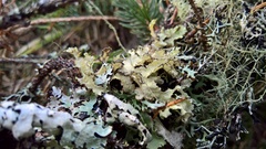 Nephromopsis laureri