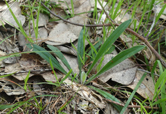 Plantago varia