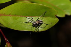 Acripeza reticulata