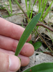 Plantago varia