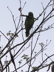 Amazona aestiva