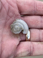 Architectonica nobilis