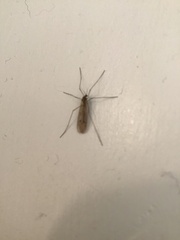 Trichocera