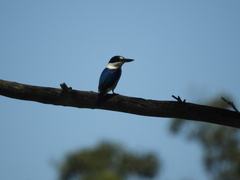 Todiramphus macleayii