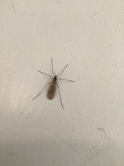 Trichocera