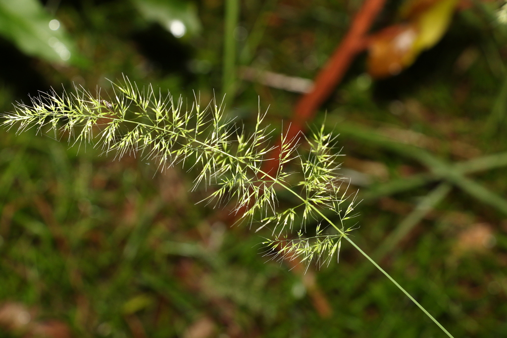 Dichelachne micrantha