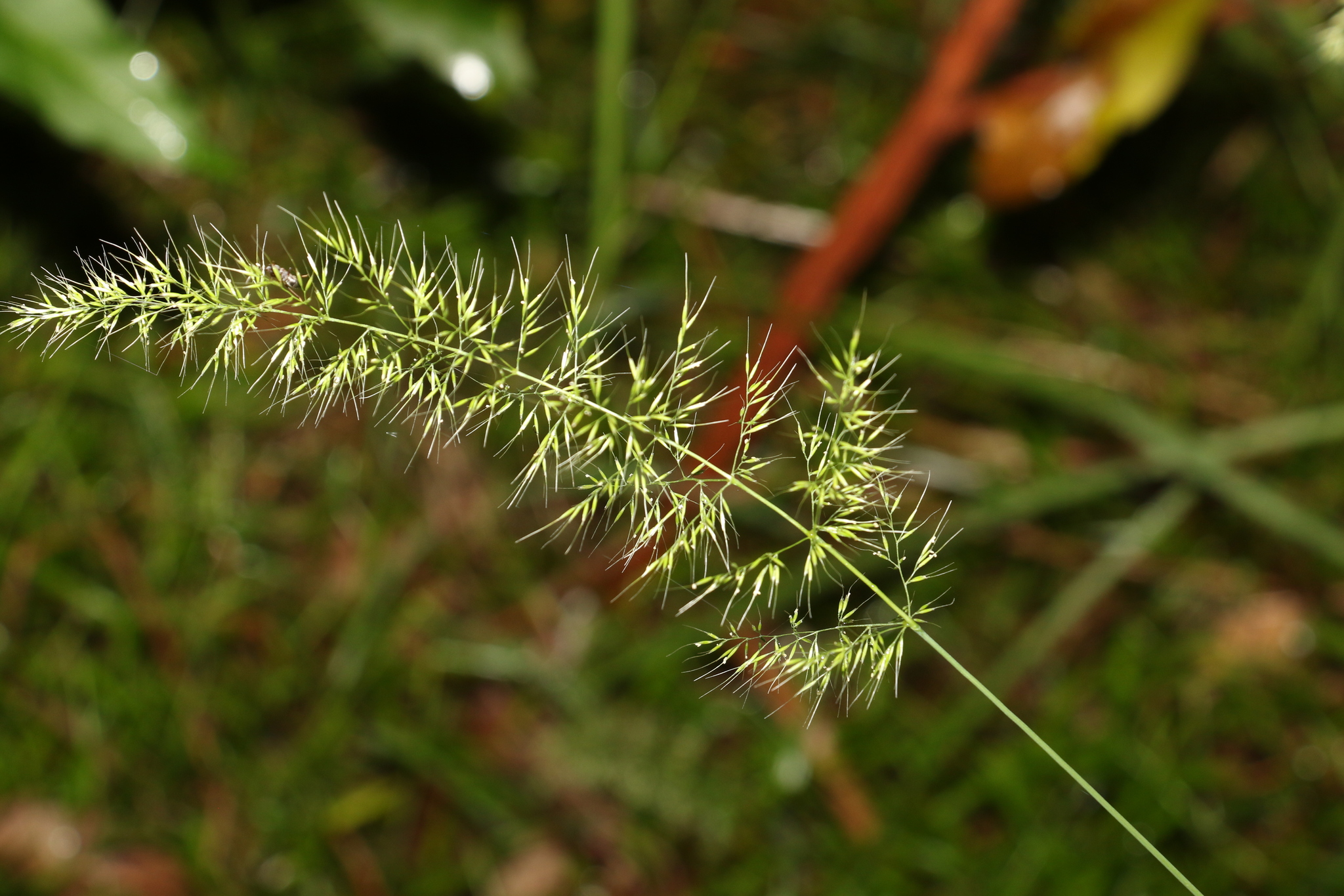 Dichelachne micrantha