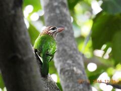 Psilopogon viridis
