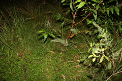 Dichelachne micrantha