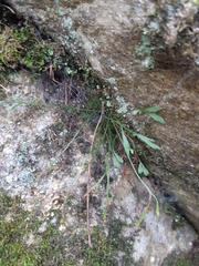 Asplenium septentrionale