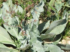 Cynoglossum cheirifolium