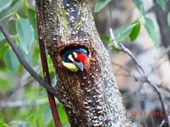 Psilopogon haemacephalus