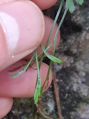 Asplenium septentrionale