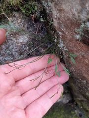 Asplenium septentrionale